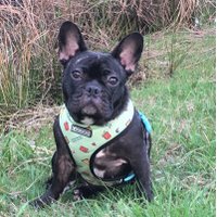 Bree The Frenchie(@breethefrenchie) 's Twitter Profile Photo