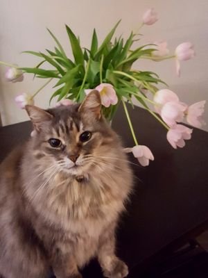 Nigella_D_Pudd's profile picture. Fabulous, feline, foodie. Like long walks on the fence.