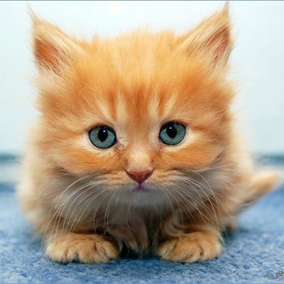 calebvickery15's profile picture. Cat