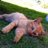 roki_running