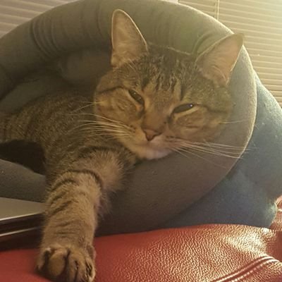 MTnestin's profile picture. If you get tired learn to rest not quit.
 ~BANKSY
Mom; Craft beer aficionado; Cat rescue enthusiast; Believer in science; Friend of the earth;  #resist #persist