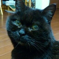 ただの黒猫(@Tomynyo) 's Twitter Profile Photo