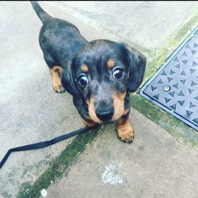 Dougdachshund's profile picture. My life. By me , Dougie mckenna , the sausage dog. I love having my photo done, love sticks and love rolling in POOP! ( mummy hates it) ❤️