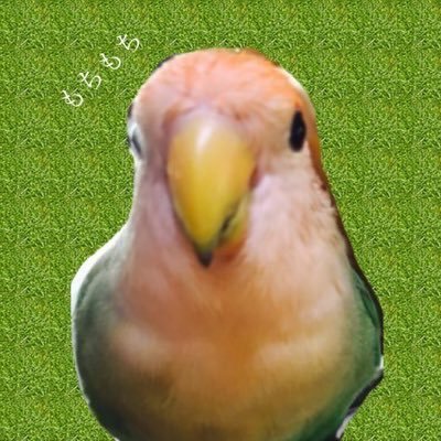 もちもちさんのプロフィール画像