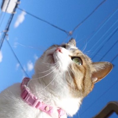 星をみるねこ🍆さんのプロフィール画像