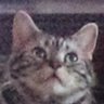 ptrYudai's profile picture. 🍣🍣🍣 https://t.co/5OmzwCTPea
🍣🥺🍣 @zer0pts の猫 🐯
🍣🍣🍣 https://t.co/5OmzwCTPea