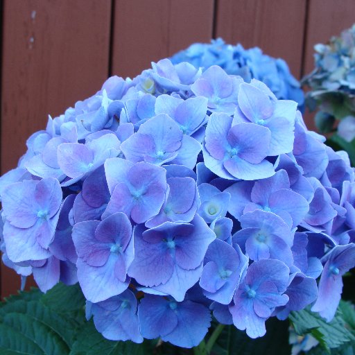 Married, Resisting Grandma of 3. All females have right to make decisions about themselves. The roses were a shrub rose, from my garden, in memory of my brother