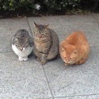 nyaa_nya's profile picture. @makimoto の代わりに「にゃー」というポストに「にゃー」とリプライしてくれるボット。フォローしてくれている人には @ 付きでリプライします。