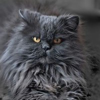αѕнѕнα∂є (@shadingash) 's Twitter Profile