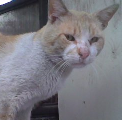 chico_mota's profile picture. Soy un felino de color naranjo y pocos bigotes...