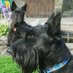 Ann Gray (@luvmaweedug) Twitter profile photo Ann Gray (@luvmaweedug) Twitter profile photo