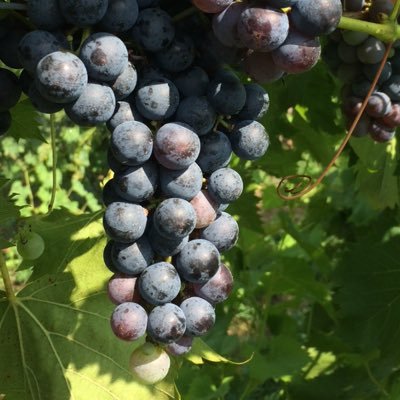 chrdij's profile picture. 