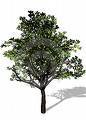 AtlTreeService's profile picture. I am a professional Tree Service Provider in the Metro Atlanta Area.