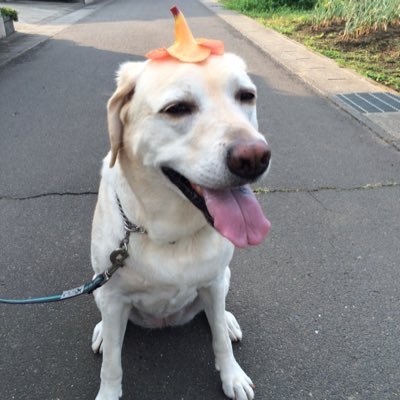 kogu593's profile picture. 愛娘ウェリナを2021.6.29 神様に お返ししました。2021.8.16に49日を済ませ。ウェリナのママを卒業 名前を戻す事にしました。