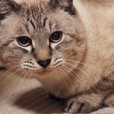 usui tomoriさんのプロフィール画像