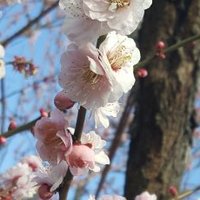つばき (@ttsubaki8horo) 's Twitter Profile