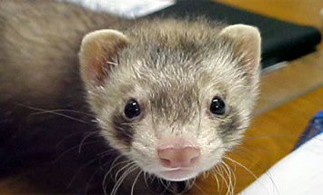 501c3 nonprofit no-kill ferret rescue serving Virginia, DC and Maryland suburbs since 2004.