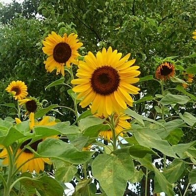 msr0402y's profile picture. 