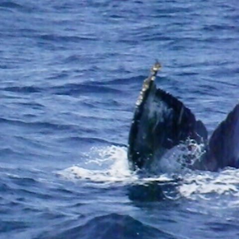 学生時代にクジラ研究のボランティアに参加。それ以来クジラ・イルカにハマる。クジラ・イルカの生態や魅力、ホエールウォッチングの情報なんかをつぶやきます。ＷＥＢでは、日本で楽しめるホエールウォッチング等の情報を不定期に紹介中