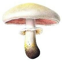 pregabalin00's profile picture. 