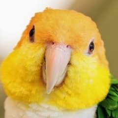 新潟のバードカフェ「とりん家」です ！ 
鳥さんの魅力を知っていただきたくバードカフェをやっております。
当店で鳥さん達との素敵なひと時をお楽しみ下さい。
飼育相談、爪切りなどもお気軽にどうぞ！
birdcafe.torinchi@gmail.com
080-9995-4907
LINE ID　cafetorinchi