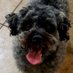 Tracey Bellocchio (@tabellocchio) Twitter profile photo Tracey Bellocchio (@tabellocchio) Twitter profile photo