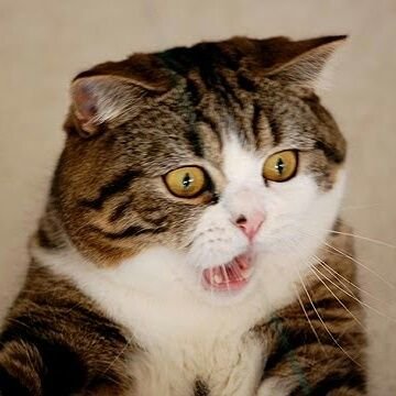 blackattacknigs's profile picture. 