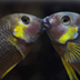 CichlidExplorer's community let's you draw on the vast experience of other members to help you find the information you need about keeping Cichlids.