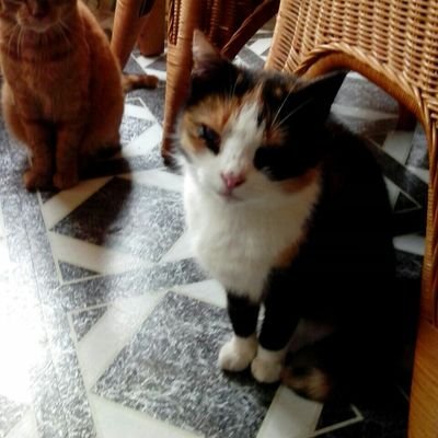 saskiavlaar's profile picture. 