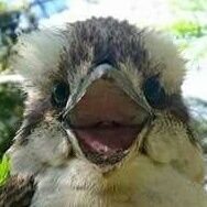 spintop90's profile picture. Hello! I'm a Kookaburra bird and I live in Australia. I'm a bit popular, and I love to post selfies of my bird friends.