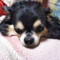 syo (@cross4531) 's Twitter Profile