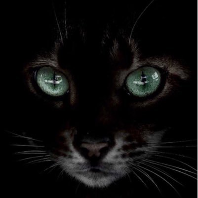 murtada72650941's profile picture. الحب