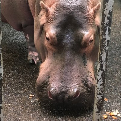 Tiere erleben - Natur bewahren - Neuigkeiten zwitschern | #Zoo #Frankfurt-Liebhaber