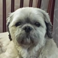 pup-n-stuff ๐๐บ๐ธ๐บ๐ฆ (@34jhay34) 's Twitter Profile