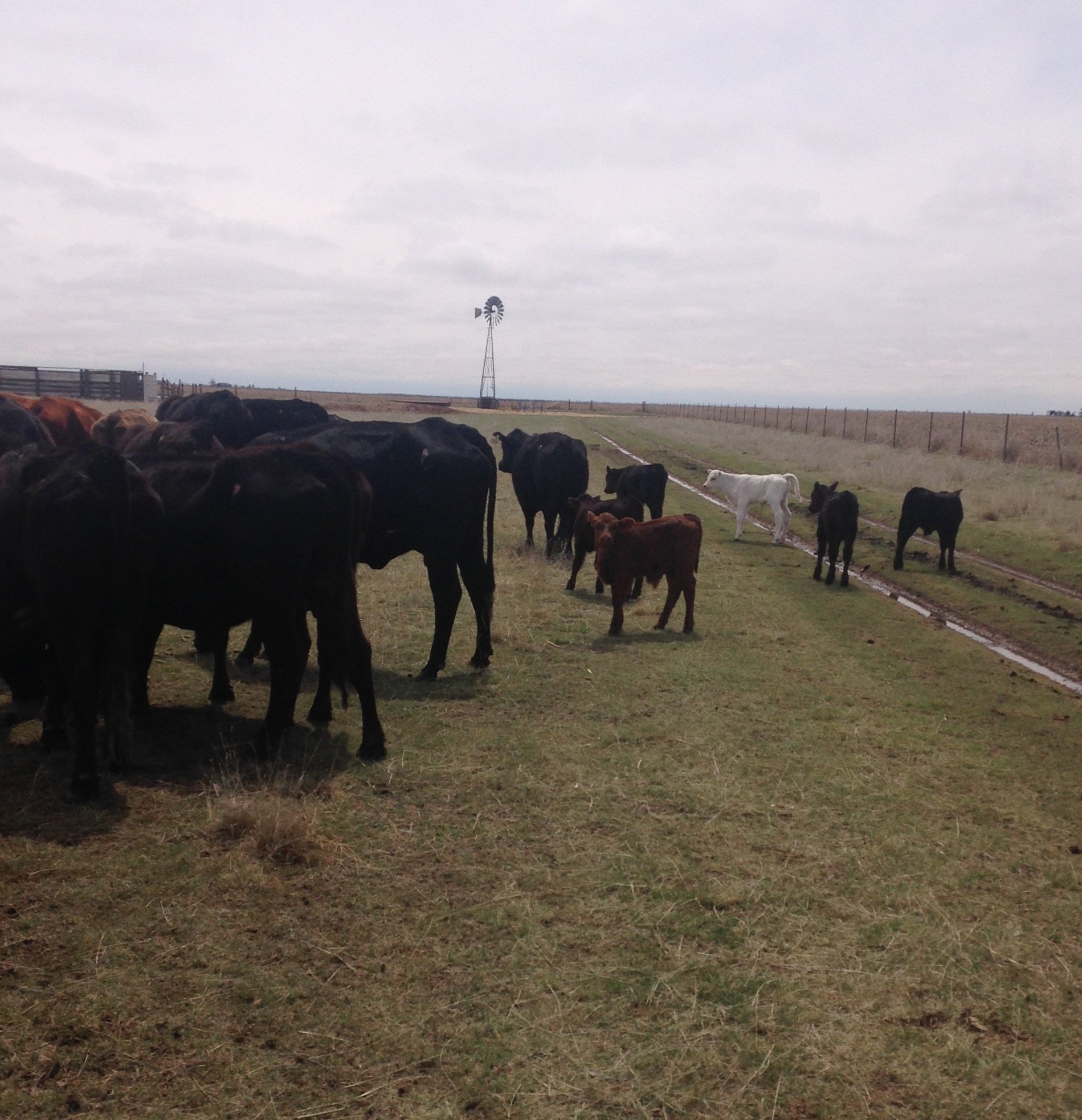 SilagePusher's profile picture. Saved by the Grace of Jesus. Self employed conservative Texan and grandpa.