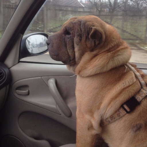 zucerov00's profile picture. Muž najlepše žene na svetu, otac najboljeg deteta na svetu ,planinar ,železničar ,ljubitelj jedrenja