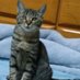 😺紅璃🐾 (@amsanom16) Twitter profile photo