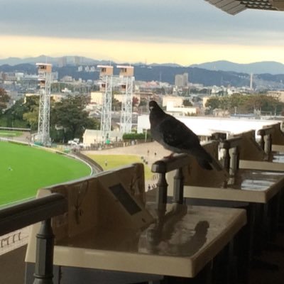 6chu_k's profile picture. キャロット、シルク、ノルマンで一口馬主。食べ歩き。スト6 キンバリー(マスター)