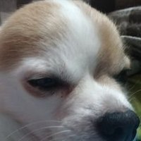 しそあい (@wpcoco0sodeedke) 's Twitter Profile