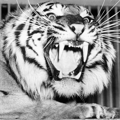 msibila's profile picture. that ninja that your sensei warned you about...