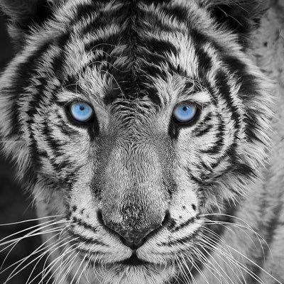 k_lithe's profile picture. Victory Consistently