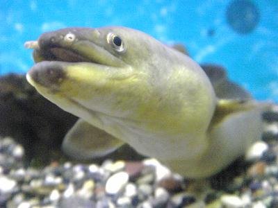 s_bayhota's profile picture. 音ゲーするよ　たまにポカ活
詳しくはツイプロ