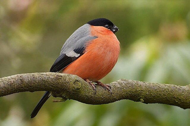 Pair of Bullfinch enthusiasts (Joan & Andrew). Are numbers declining? Let everyone know where & when you've see them with any photos.