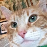 RaphaelGingerBoy (@raphaelgingrboy) 's Twitter Profile