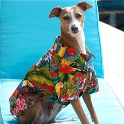 ACPupCup's profile picture. PUP CUP COMPETITION 2018 | April 27-28!