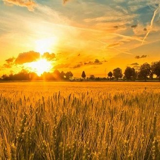 nws_su's profile picture. 