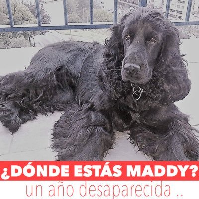 COCKER NEGRA DESAPARECIDA EN ASTIGARRAGA/HERNANI(GIPUZKOA)EL 02.04.2016•VA SIN COLLAR•SE BUSCA X ESPAÑA•                         MÁXIMA DIFUSIÒN•676 163 799