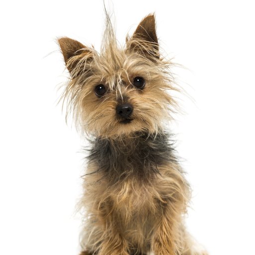 For everyone in love with little dogs. We do too!!