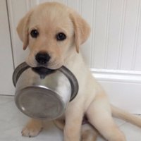 FidoPlanet (@fidoplanet) 's Twitter Profile