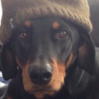 PEZOLCFTD (@wendelchirps) 's Twitter Profile